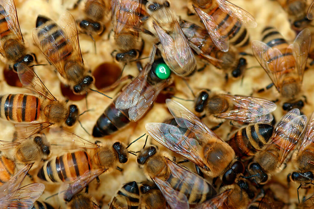 De forskellige kaste i honningbi­familien. Foto: © Maria Gram