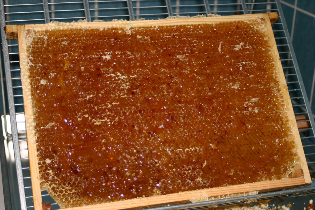 Slyngeklar honningtavle. Foto: © Maria Gram